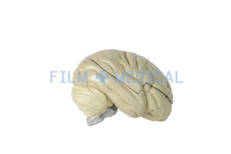 Model of Human Brain